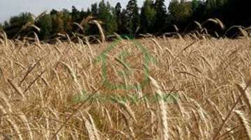 150 Kanal Agricultural Land +Farm House For Sale In 13 KM from Bluxar Interchange Tala Gang Road